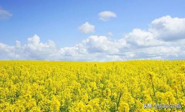 坝上草原拍照打卡,旅游打卡坝上草原