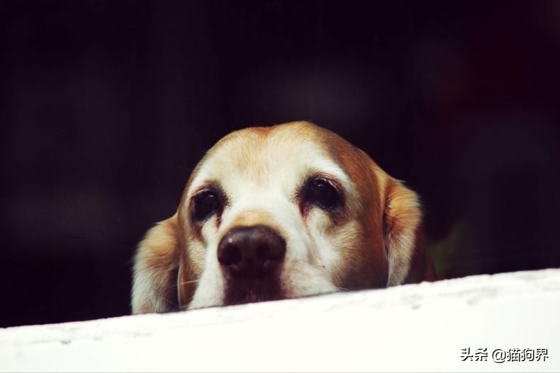 家有狗狗太吵闹5招让它不再叫,家里的狗狗有攻击性怎么办
