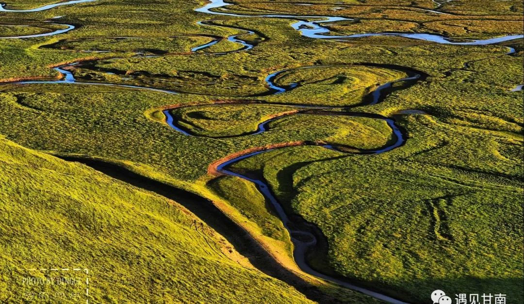 夏天的草原玛曲,夏天的玛曲草原