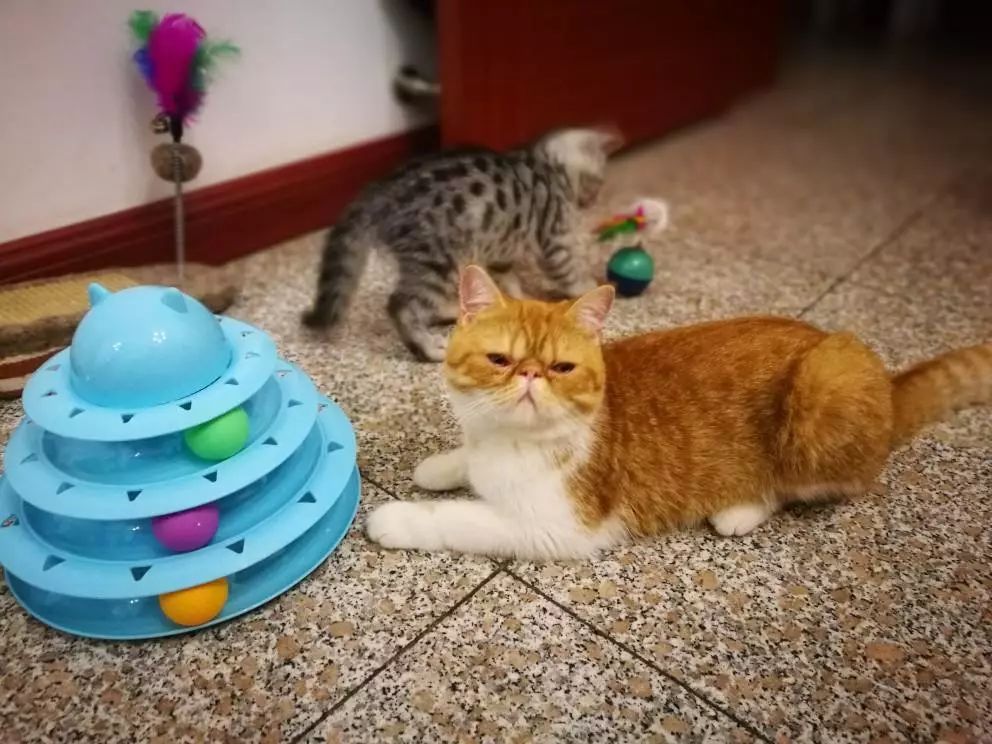 猫咪不是玩具,铲屎官一定要知道猫咪的求救信号