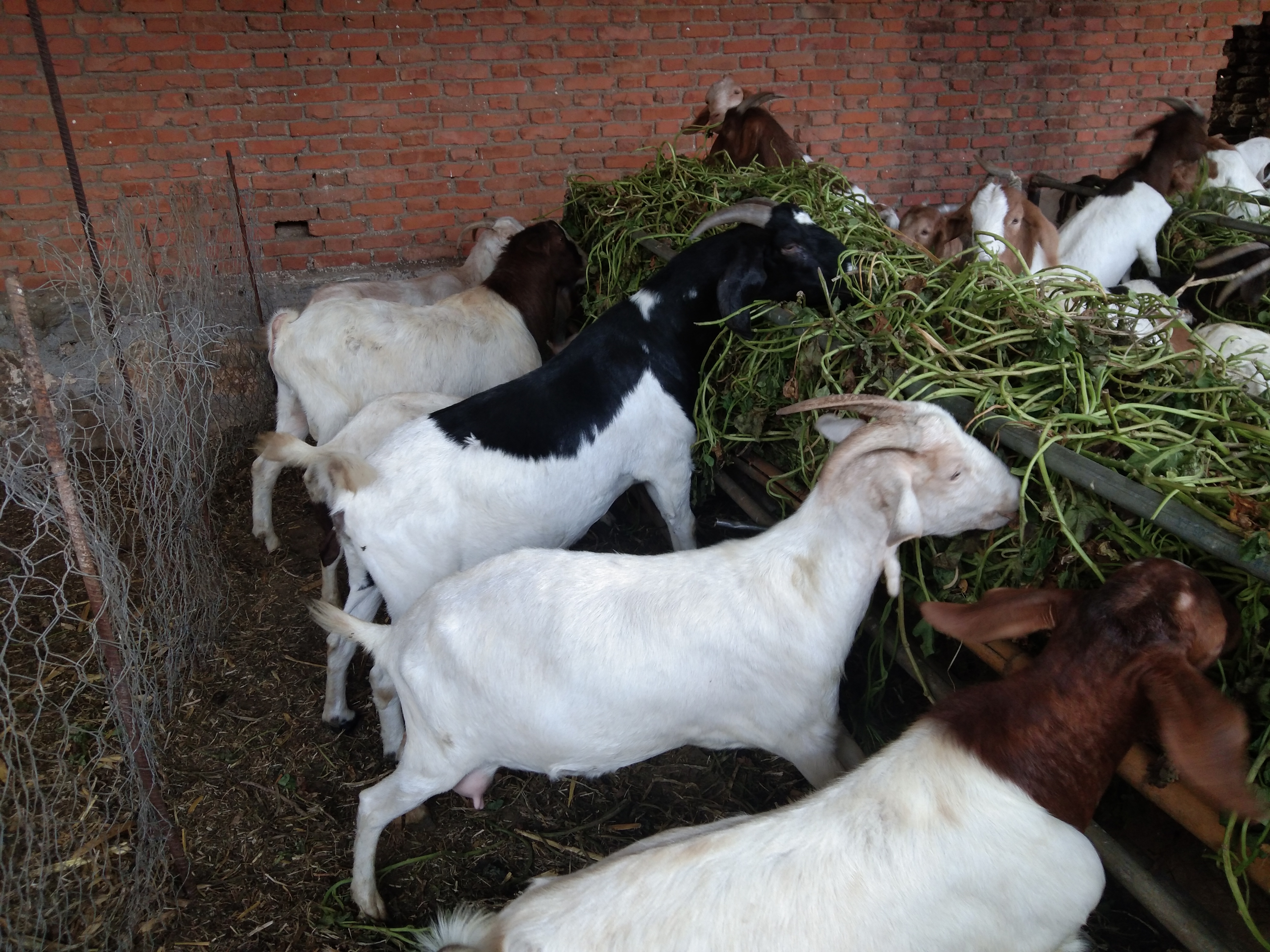 新手养羊是买羊羔还是买成羊,新手养羊前期买大还是小