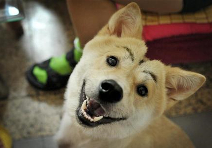 狗狗叛逆期应该怎么教育,狗狗叛逆期对主人叫咋办