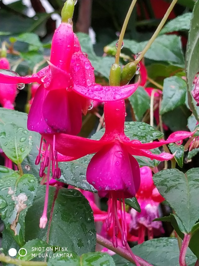 山间的野花不名贵，芬芳季节争艳斗菲“一花一世界一叶一菩提”
