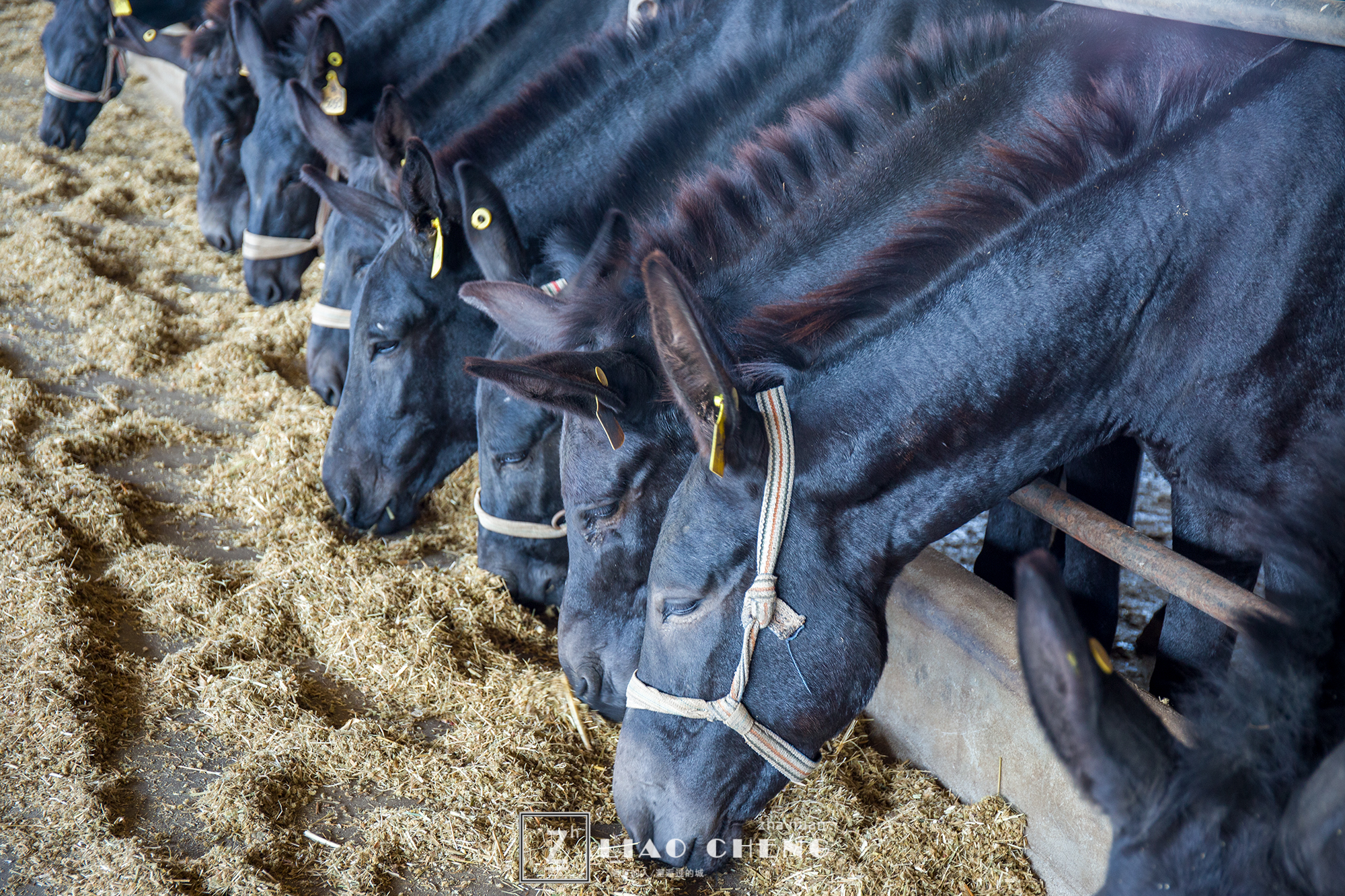 东阿县毛驴养殖基地,黑毛驴养殖基地