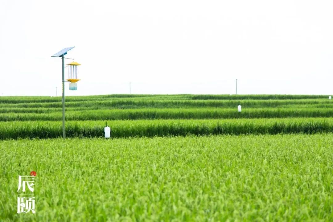 东北珍珠米用来做蛋炒饭可以吗,现磨现发东北珍珠米为什么好吃