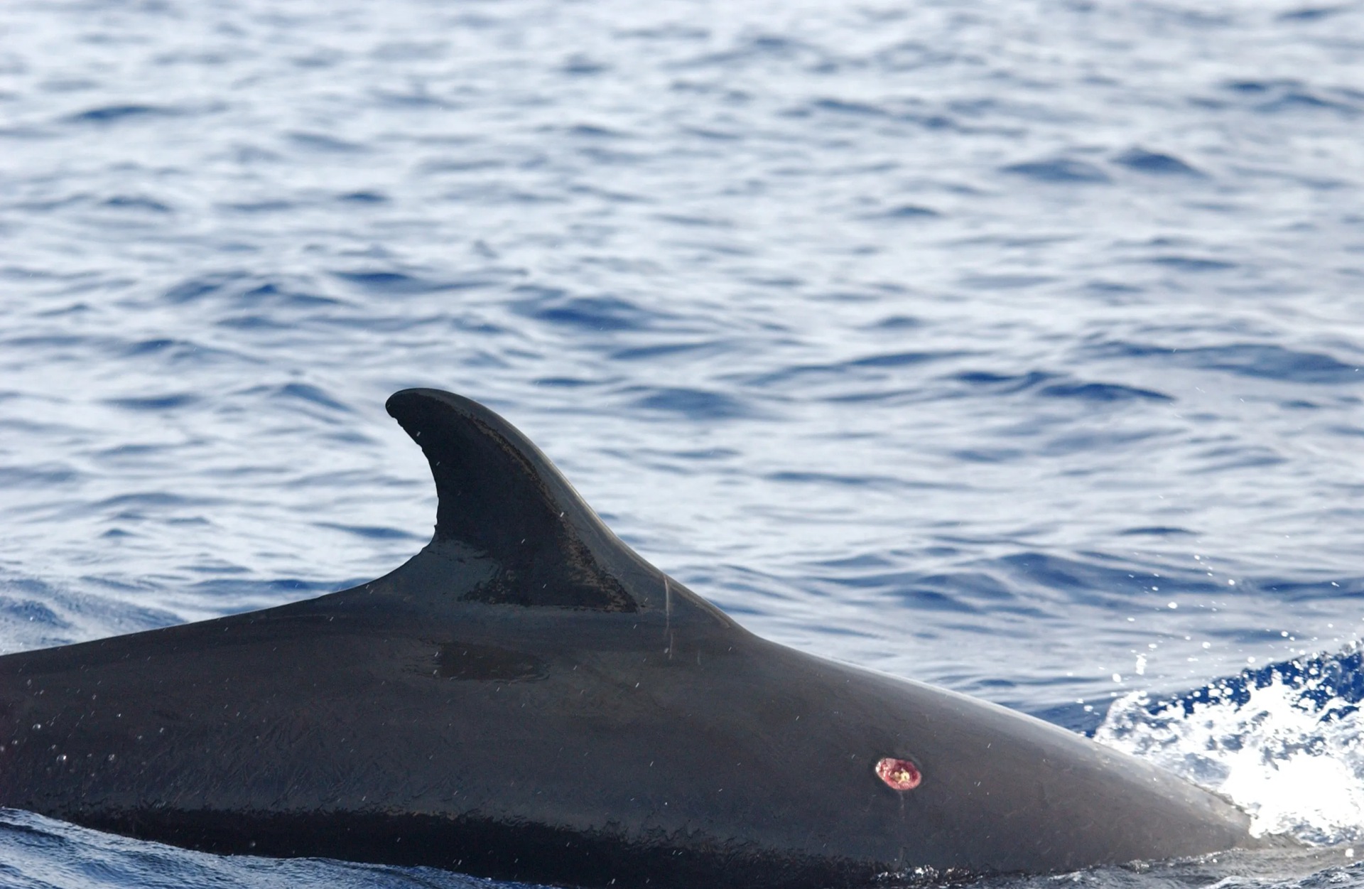 身长才50厘米的达摩鲨究竟有多狂,巨齿鲨有多恐怖一口能咬死鲸鱼