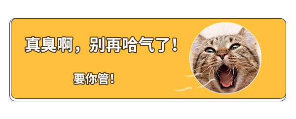 猫咪口臭去除,猫咪口臭的解决方法和调理方法