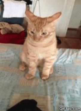 猫咪的八种习性图片,猫咪的七种性格