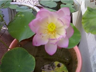 碗莲种子种植需要什么花盆,碗莲种子种植方法全过程