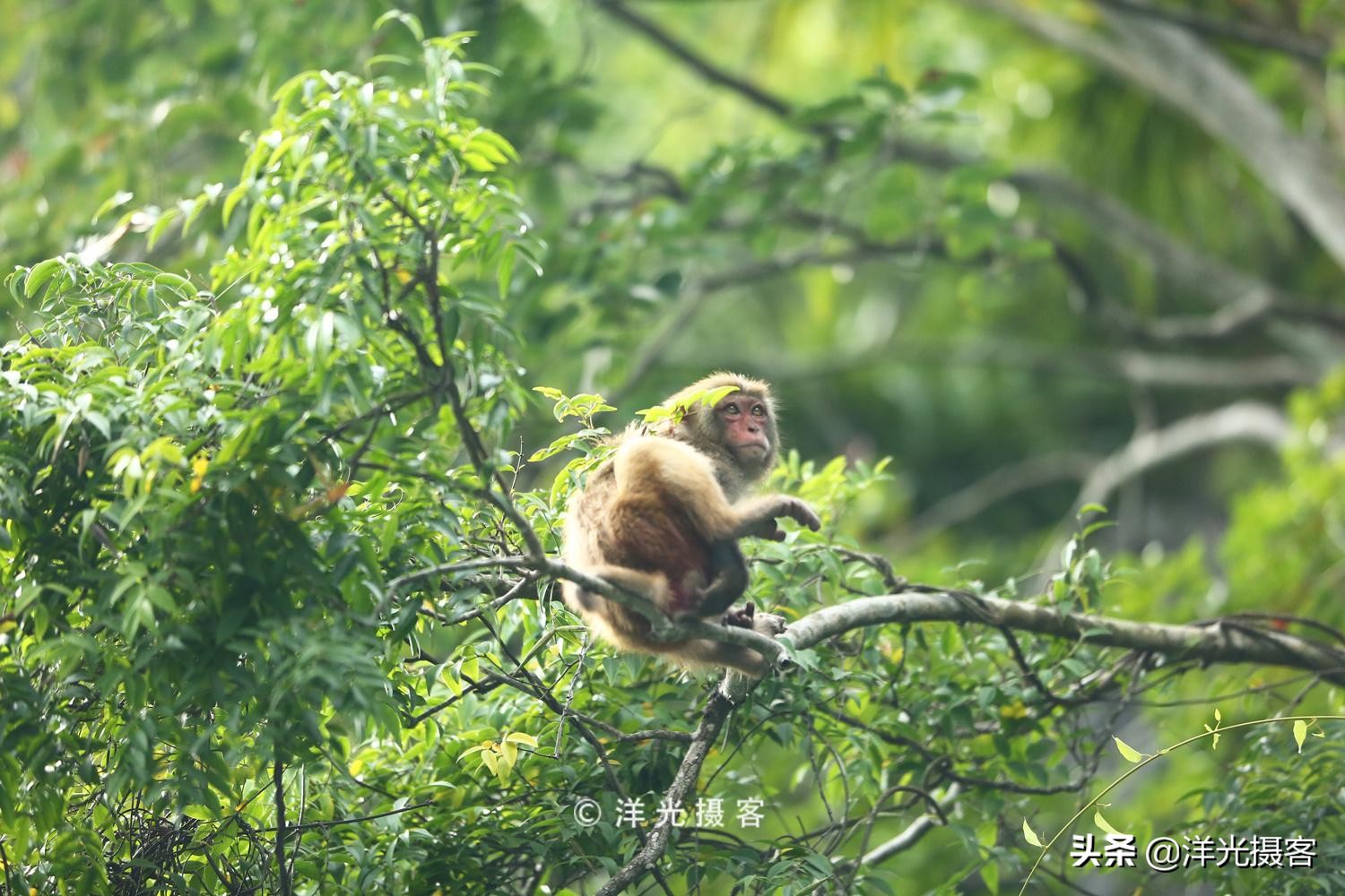去越南下龙湾玩为什么都要自费,越南下龙湾优惠