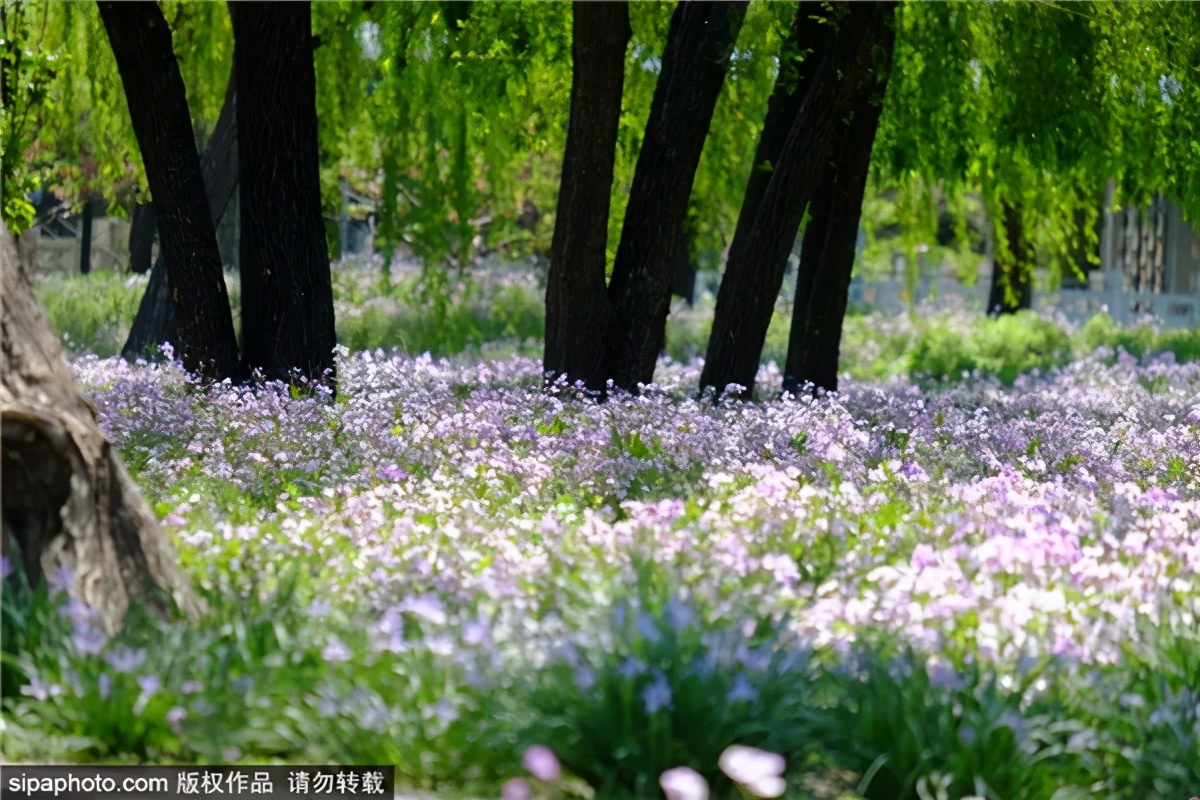 紫色花海好看的地方,北京冷门小众公园藏着粉黛花海