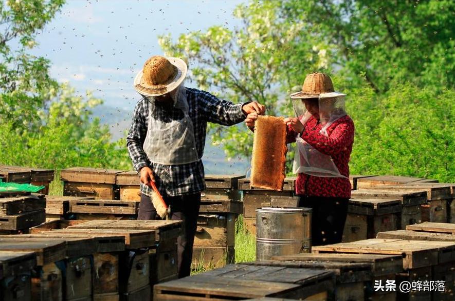 蜜蜂很凶换蜂王能解决吗,蜜蜂换蜂王最佳方法