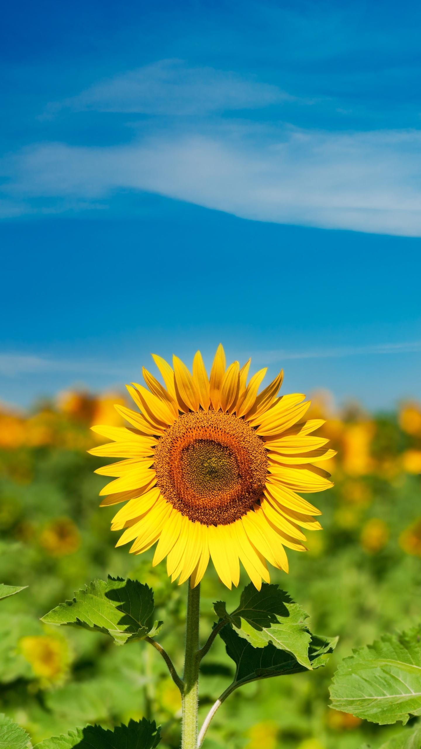给懒女人的忠告,懒女人最好的解决办法