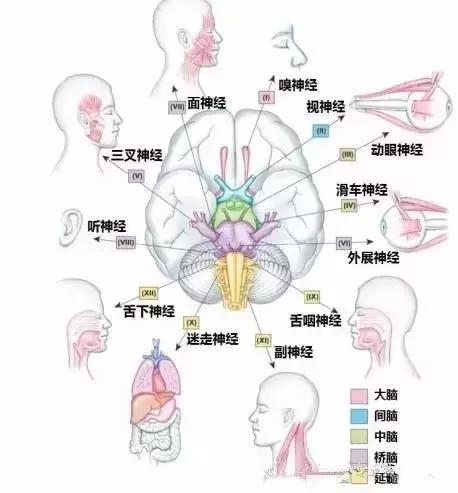 面神经分布图片大全,怎么记住面神经分布