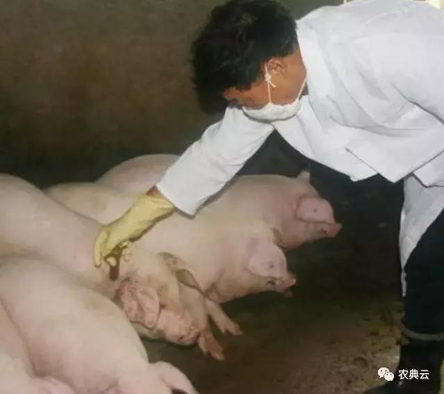 口蹄疫打了为什么还发病,口蹄疫感染怎么办