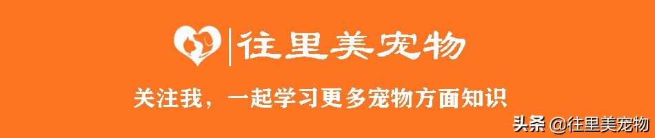 成年金毛狗怎么养,金毛幼犬家庭养殖方法