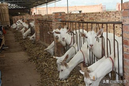 盐碱地养殖经丨养殖奶山羊增效新法