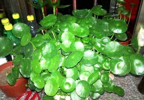 家里养4种花高贵优雅一养就上瘾,家里必养4种花美翻天