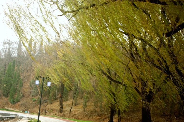 头出油脱发是什么原因,出油脱发怎么办