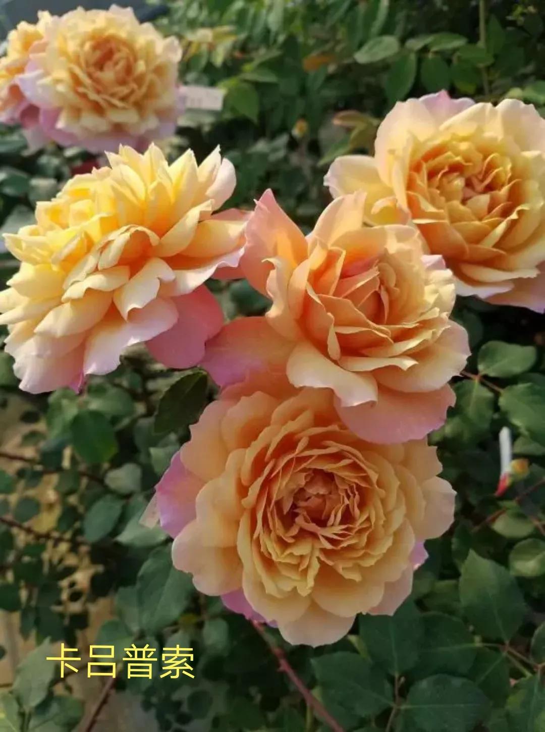 木村卓功推荐的月季,木村卓功月季