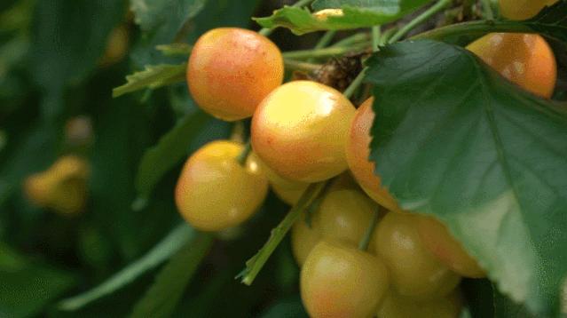 大连曹家地大樱桃,大连曹家地村的樱桃