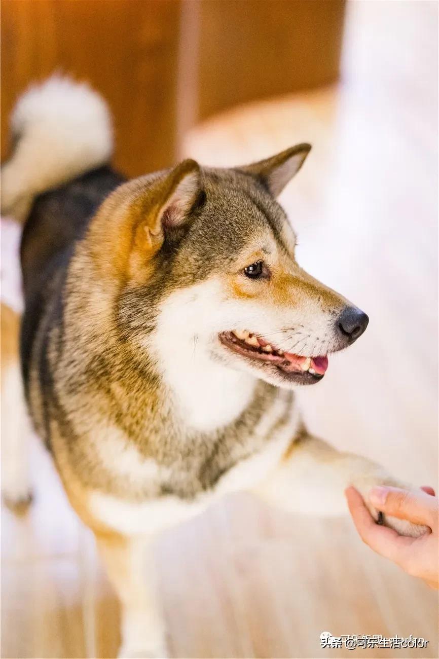 广州撸柴胜地！仲有怀旧零食、游戏室激萌柴犬周边