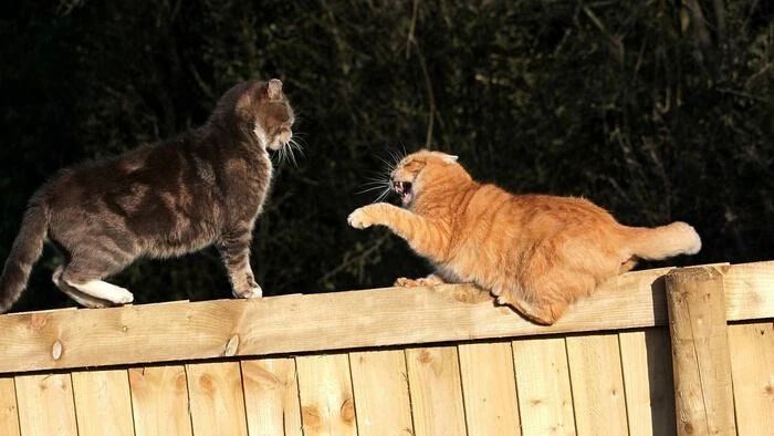 猫咪打架的原因和处理,猫咪之间打架了受伤了怎么办