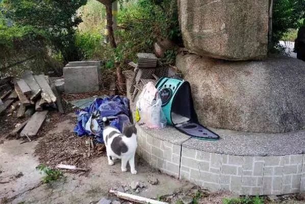 绝育针对狗有危害吗,绝育对猫猫残忍吗