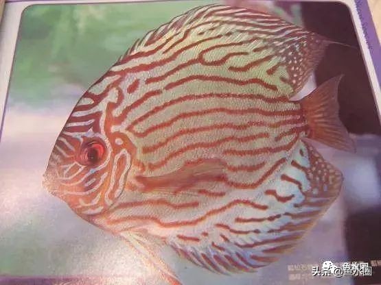 七彩神仙品系图谱,七彩神仙全系品种介绍