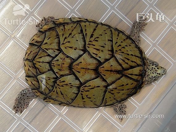 乌龟冬眠后怎么开食,浅水冬眠乌龟什么时候喂食