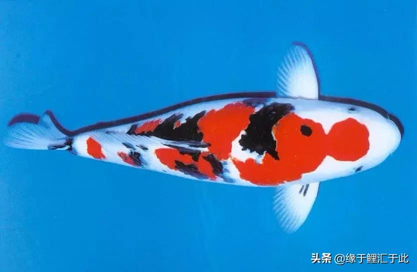 锦鲤下崽后如何饲养好,鱼池饲养锦鲤该怎么养