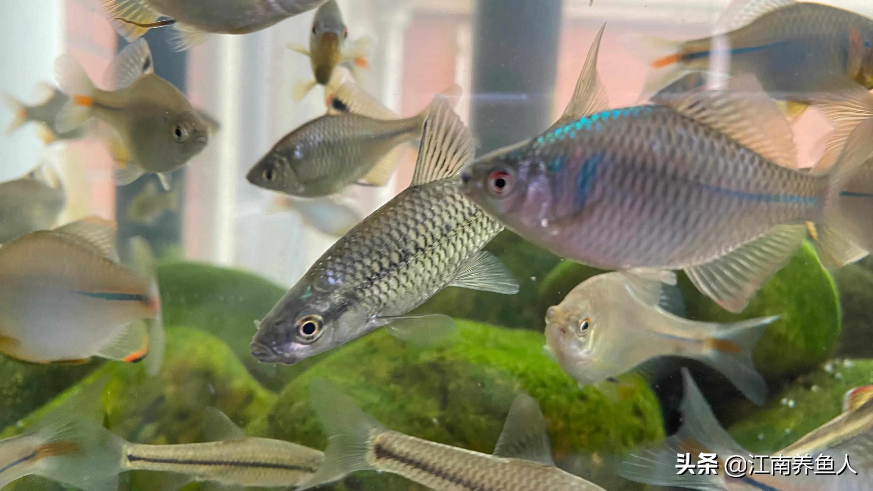 如何正确清理鱼缸里的藻类,鱼缸藻类的一些基础治疗方法