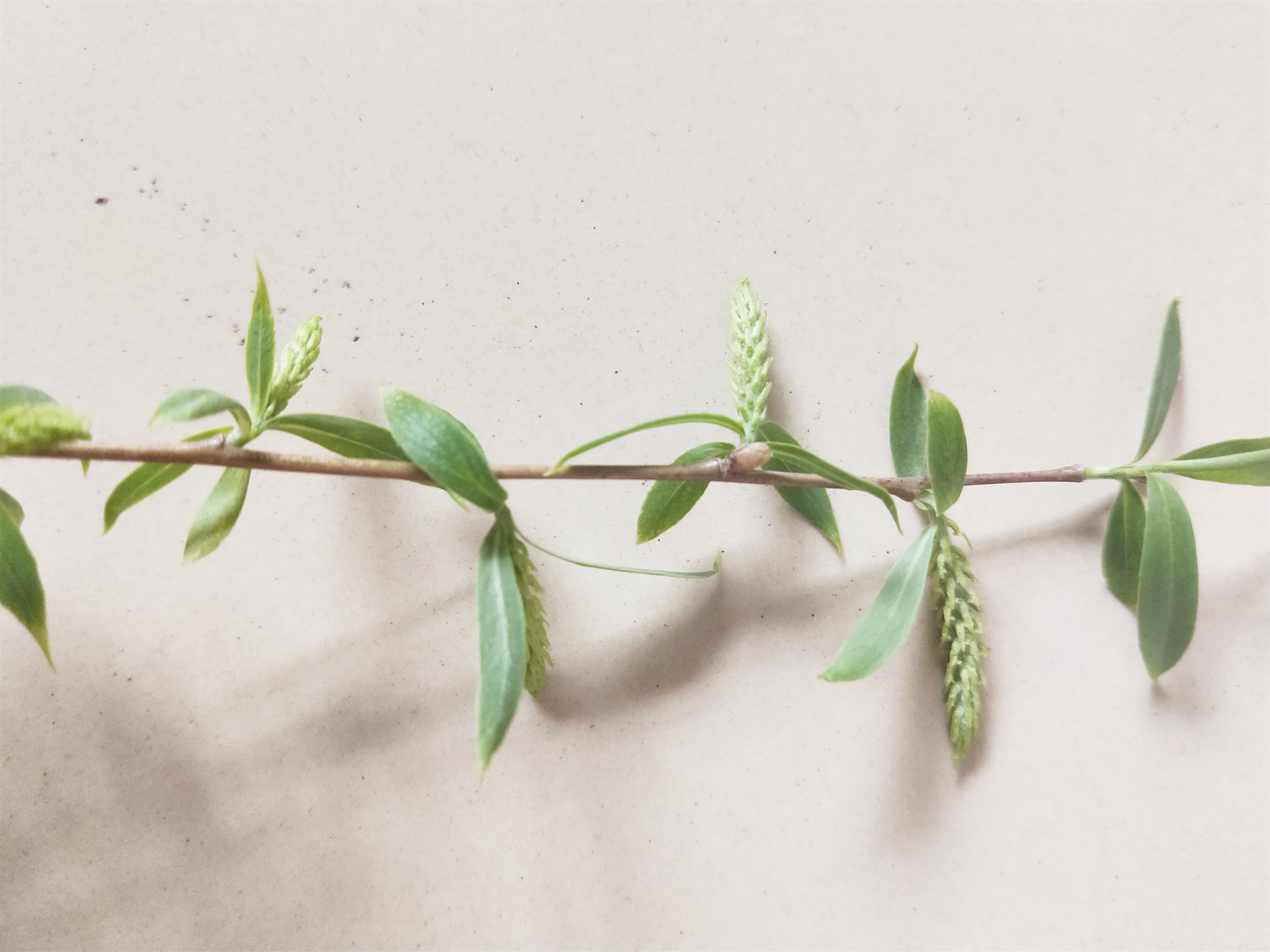 关于柳树的科普小知识,中药科普讲功效