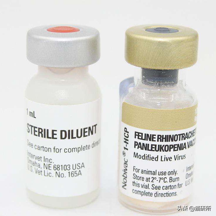 打完疫苗可以带狗狗出去吗,打完疫苗可以回老家吗