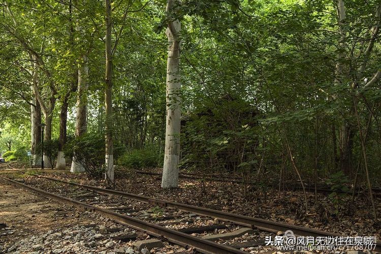 济南秋天的法国梧桐,济南一颗梧桐树