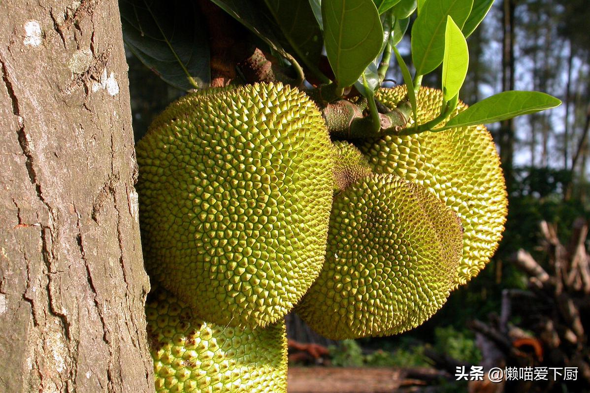 买菠萝蜜,挑“红肉的”还是“黄肉的”?甜度差别大,可别挑错了