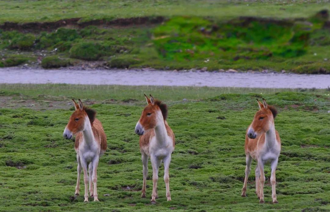 看图写话风景画,看图说话的镜头