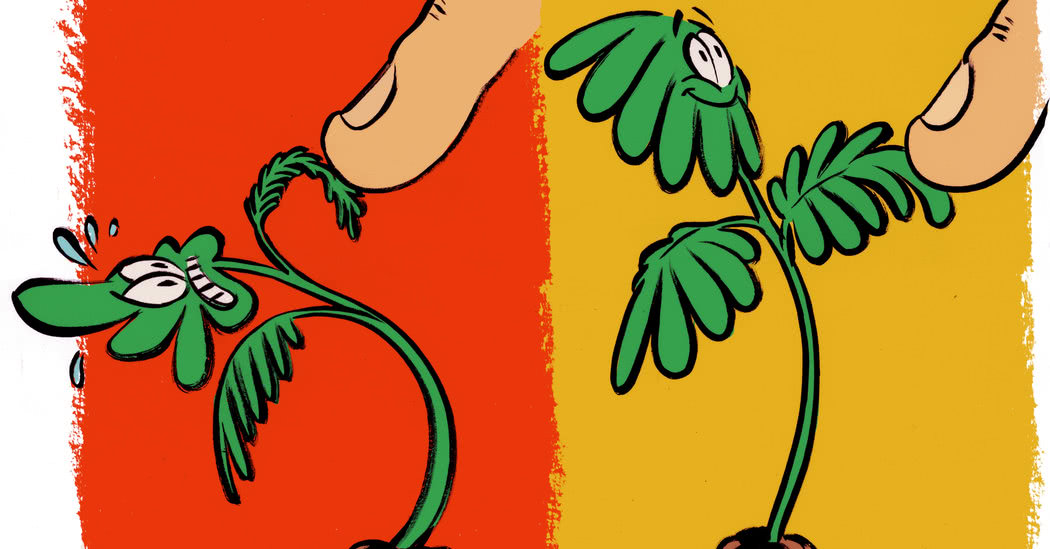 含羞草为什么会张开又合上,含羞草受到触碰叶子闭合