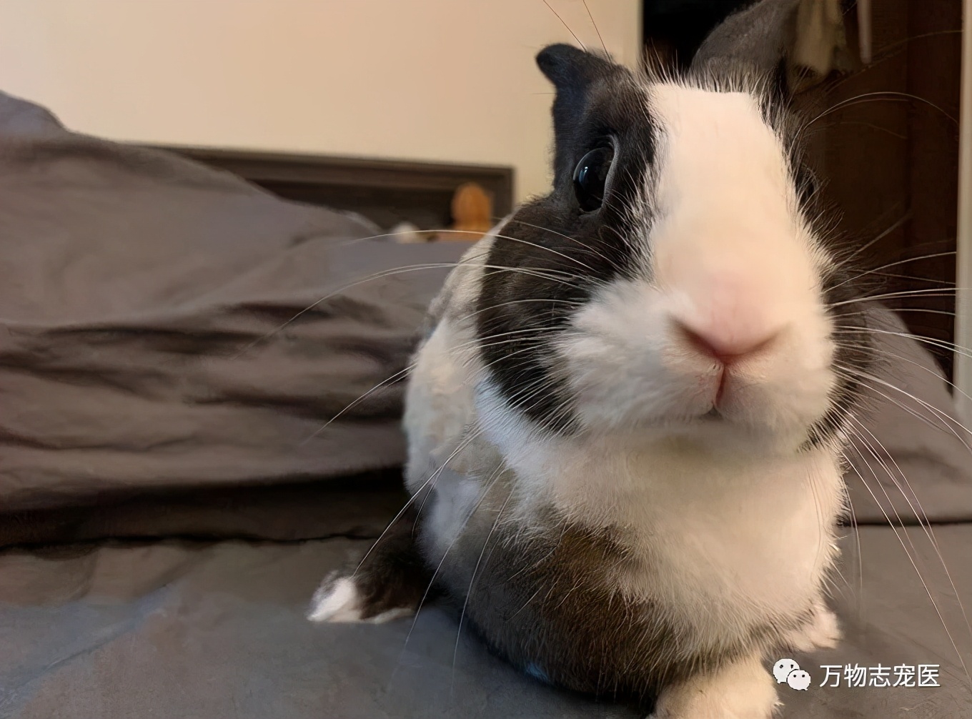 兔子不止爱吃胡萝卜,兔子有只眼睛看不见黑瞳都是白的