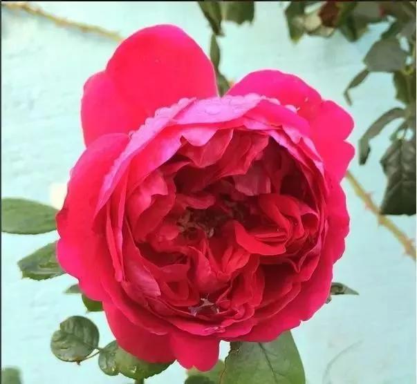 玫瑰花有哪些品种,玫瑰花有哪些品种大全