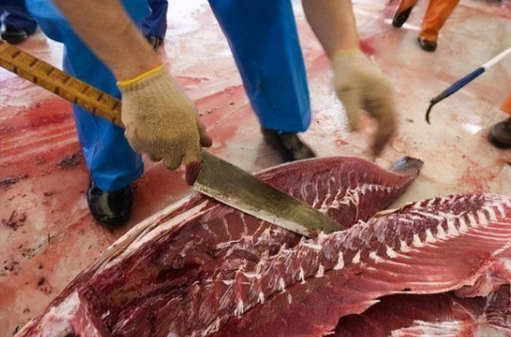 日本顶级大厨切鱼,日本大厨杀700斤金枪鱼