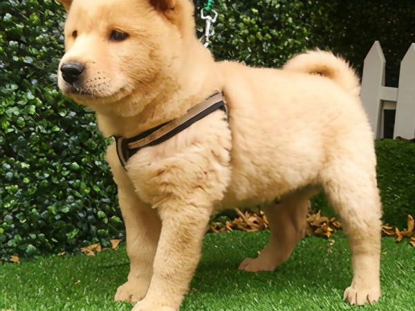 旺家狗该有的5大特征你家狗有吗,旺家的狗狗都有哪些特征