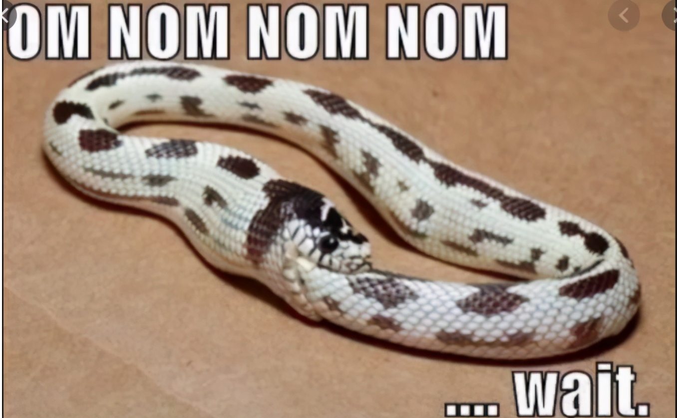 「爬宠饲养」蛇苗不开食难道只能填？​且慢