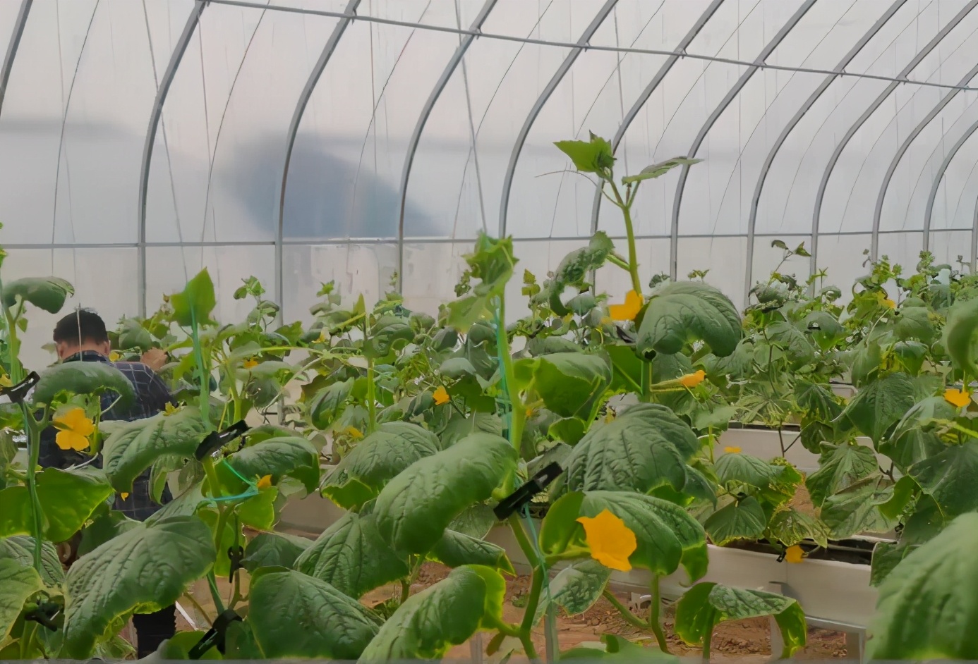 蔬菜叶片发黄，别再盲目使用磷酸二氢钾了，3种情况要分清