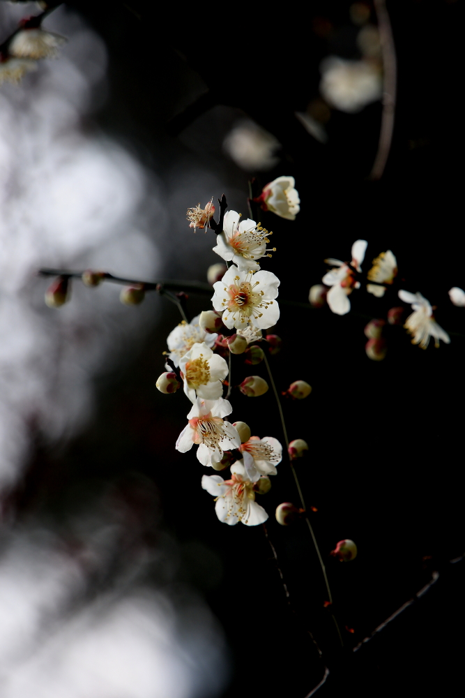 早春二月竖笛曲谱,早春二月笛子演奏