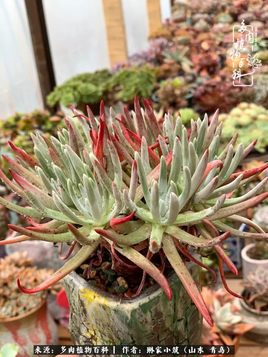 多肉冬季搬进屋里前需要浇水么,多肉过冬