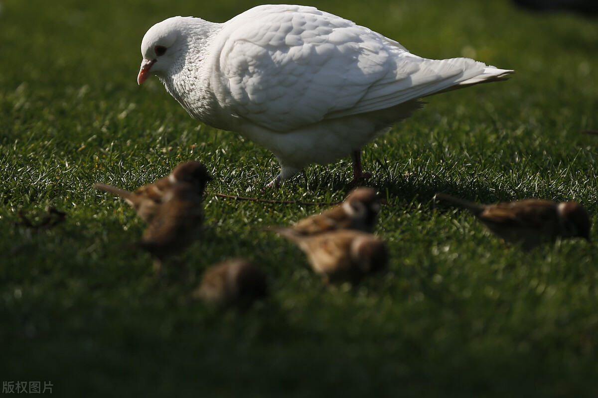 鸽子下蛋期公鸽子拉稀,老鸽子喂小鸽子期间拉稀正常吗