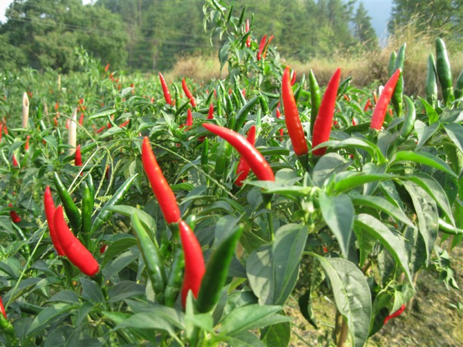 融水特色生态农业产业园,广西融水县特色产品