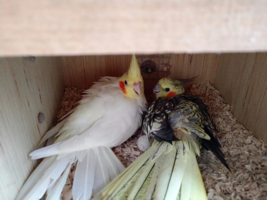 鹦鹉养一年多怎么不繁殖,网友养迷你鹦鹉繁殖太多