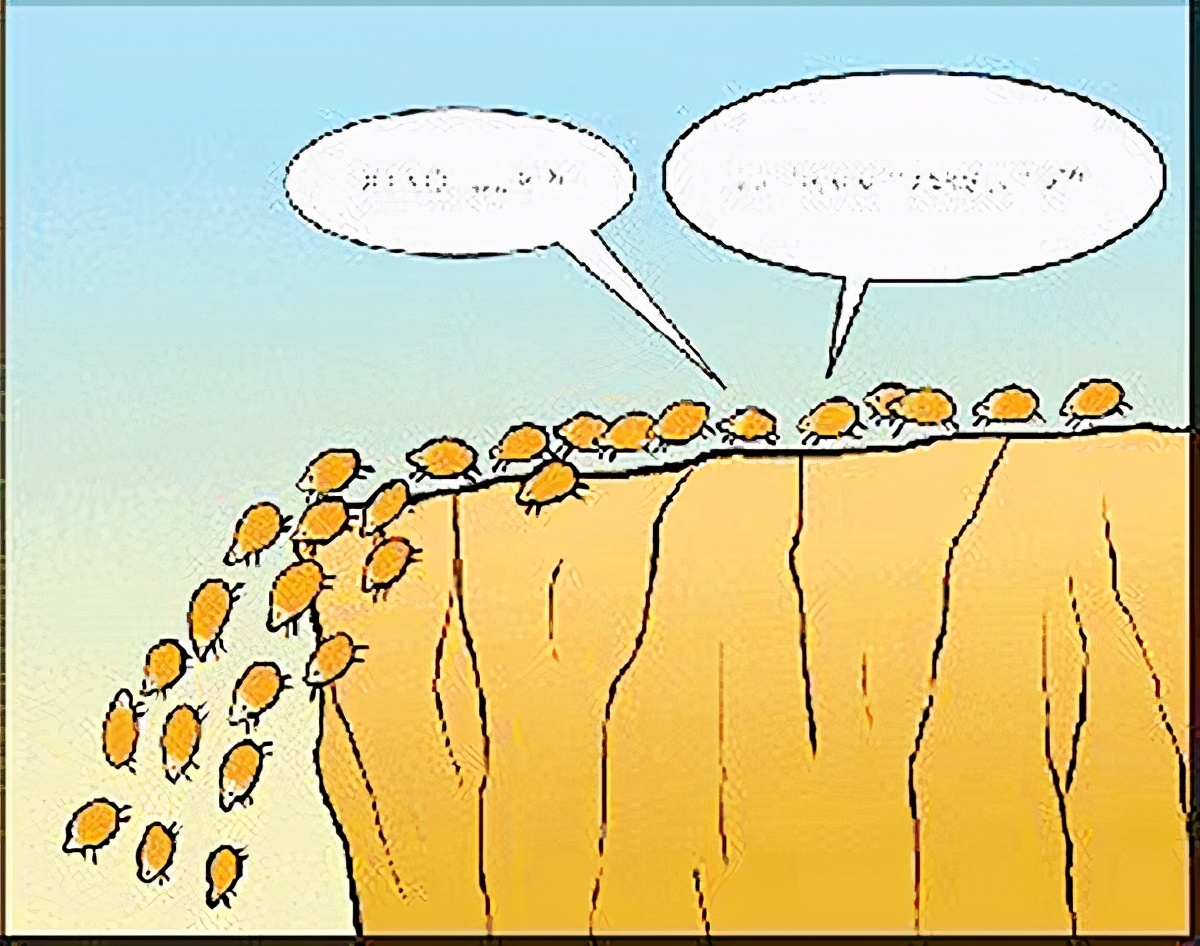 课本上的“谣言”，旅鼠跳海自杀属无稽之谈，我们被“骗”了